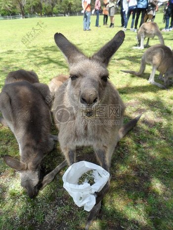 澳大利亚袋鼠动物可爱的动物动物园滑稽