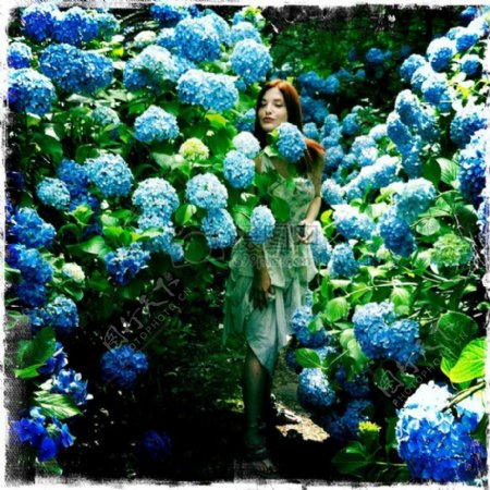 美丽的蓝色小花