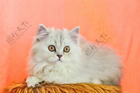 白色猫咪和红色背景图片