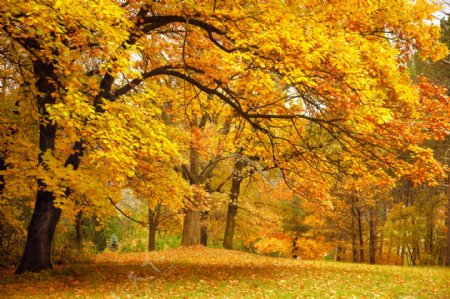 秋天树林背景图片