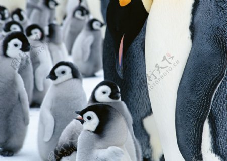 可爱小企鹅图片