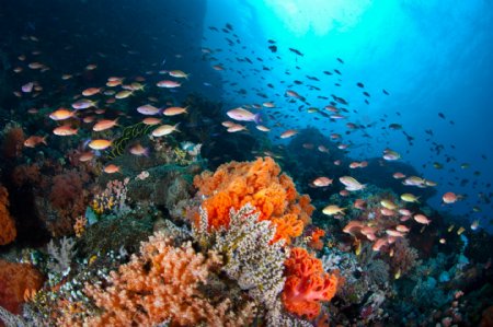 海底的珊瑚和鱼群图片
