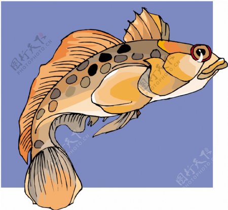 五彩小鱼水生动物矢量素材EPS格式0398