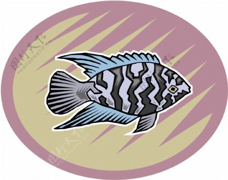 五彩小鱼水生动物矢量素材EPS格式0712