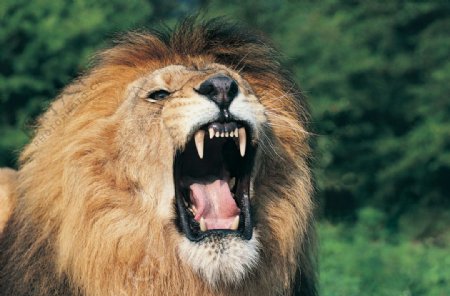 大吼的狮子图片