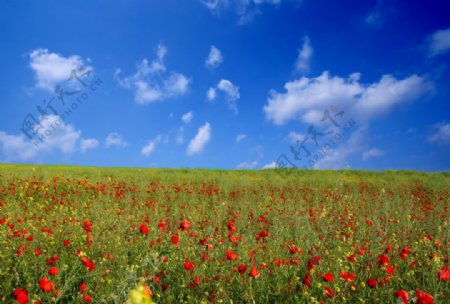 绿色原野上的红色花朵自然风景图片