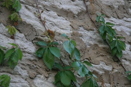 墙壁上的绿色葡萄树
