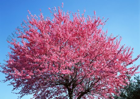 茂盛的桃花树图片