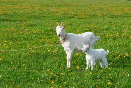 草地上的母羊和小羊图片