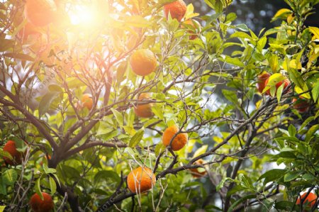 阳光下树枝上的橙子图片