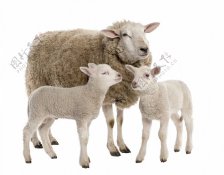 母羊与小羊羔图片