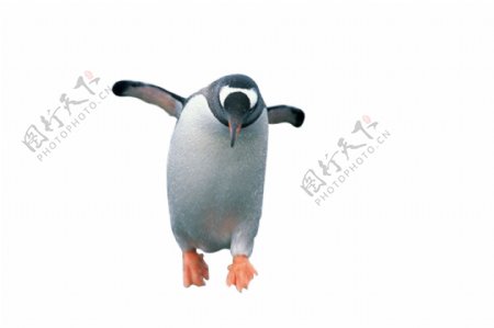 企鹅奔跑的企鹅狂奔的企鹅企鹅奔跑