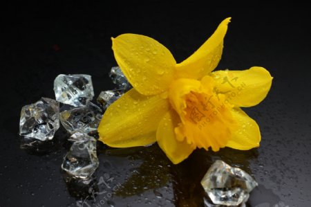 黄色鲜花和冰块