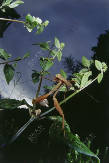 螳螂摄影图片