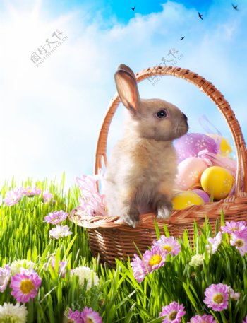 可爱兔子与复活节彩蛋图片