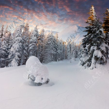 美丽冬天的树林风景图片