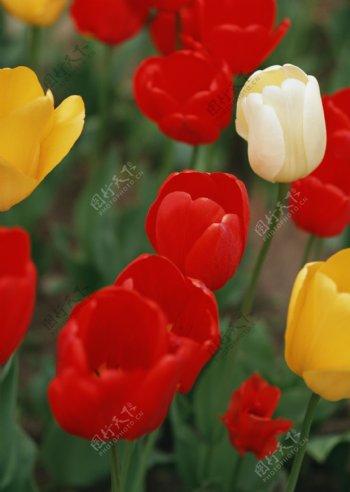 色彩鲜艳的花朵图片