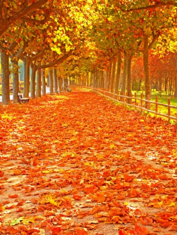 秋季梧桐树风景图片