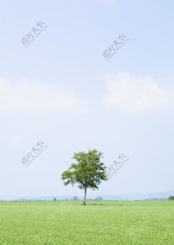 草原上的一棵独树