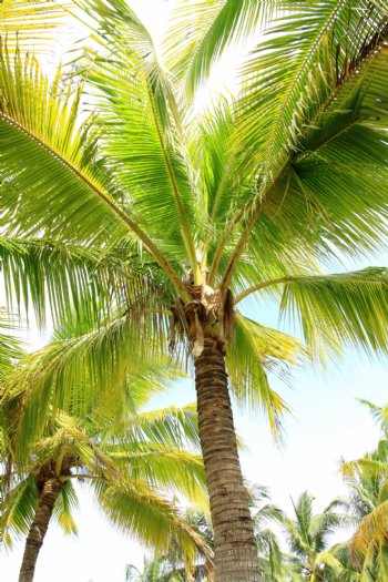 椰树摄影高清图片
