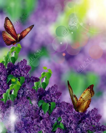 梦幻紫色花卉与蝴蝶