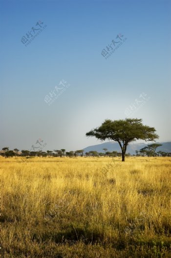 美丽非洲草原