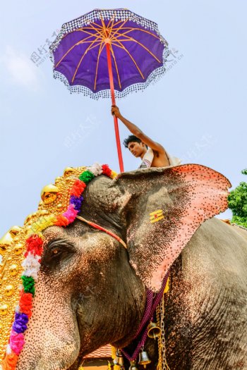 骑大象的印度人图片