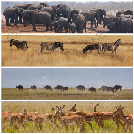 非洲草原动物图片