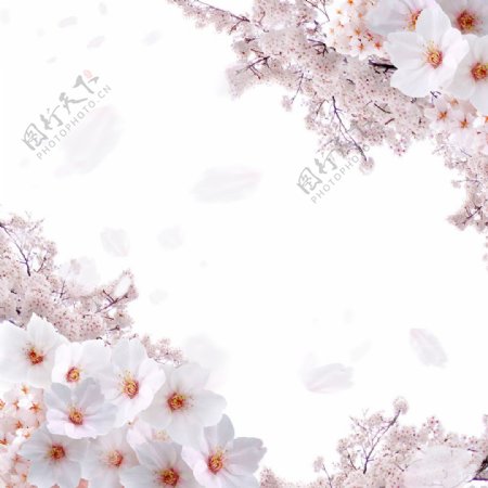 盛开的美丽樱花背景素材图片