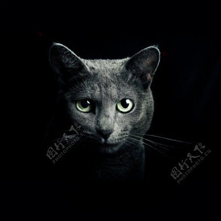 黑猫摄影