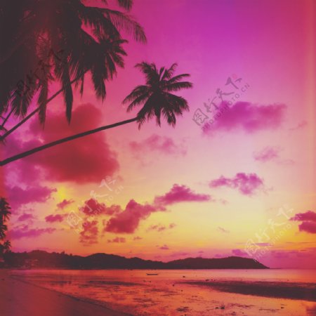 美丽海滩椰树风景摄影