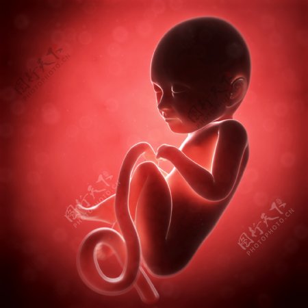 胎儿发育过程素材图片