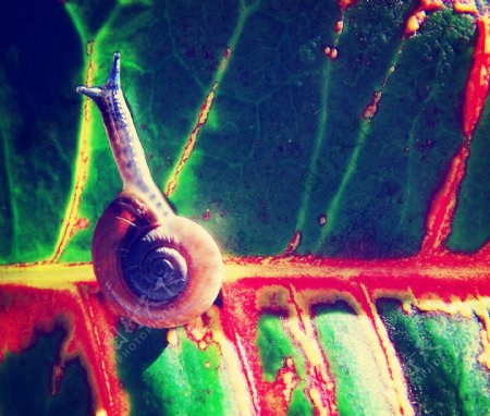显微镜下树叶上的蜗牛图片
