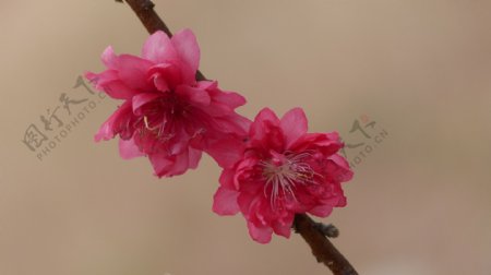 唯美粉色桃花图片