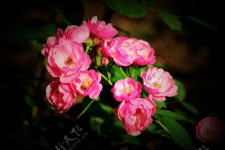 粉色蔷薇