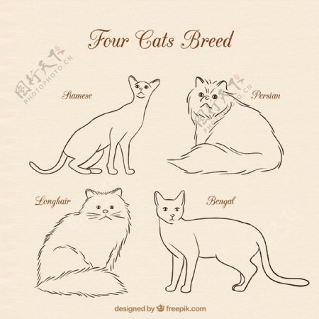 四只猫的品种