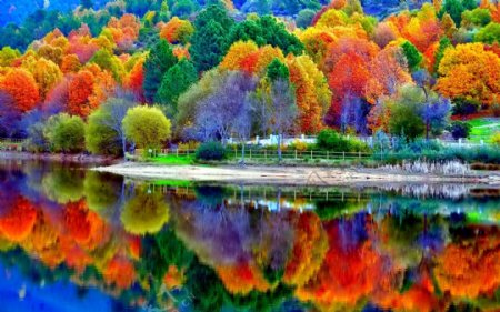 高清彩色树林风景图片