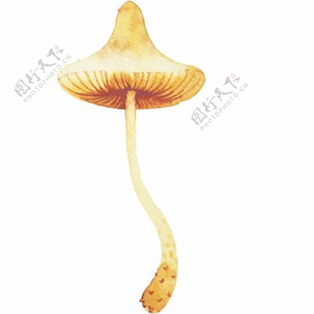 高清彩绘蘑菇素材