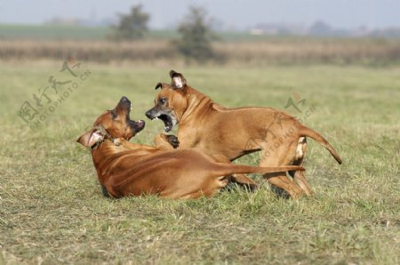草地上吵架的两只狗