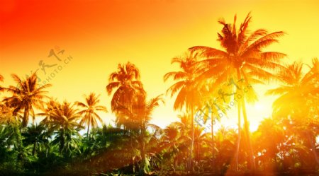 阳光照耀下的椰树美景