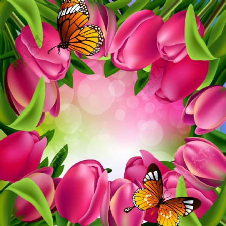 蝴蝶和郁金香