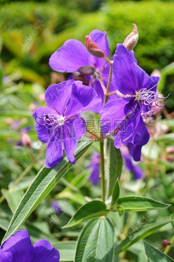 鲜艳的紫罗兰花