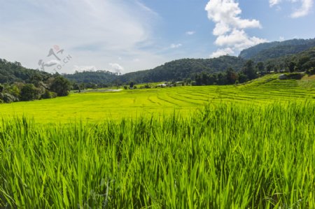 美丽稻田风景图片