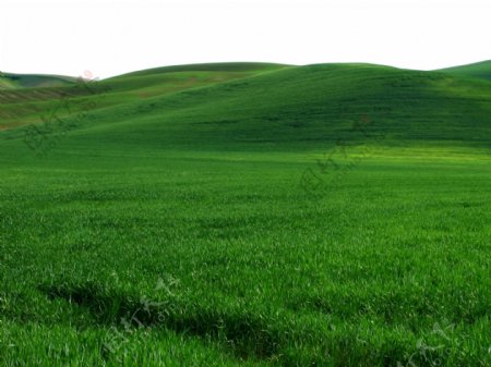 清新绿色草原风景图片
