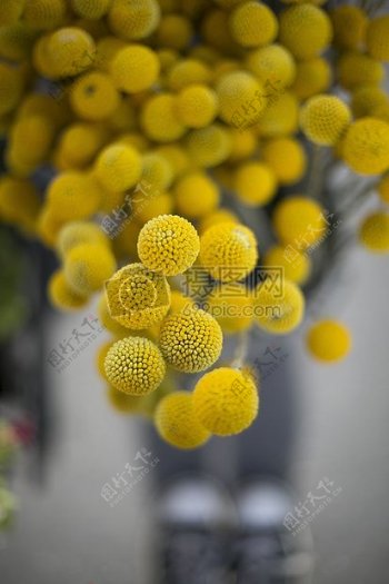 黄色的圆形植物
