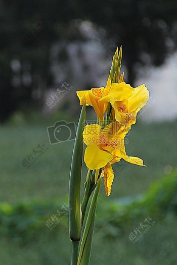 美丽的黄色鸢尾花
