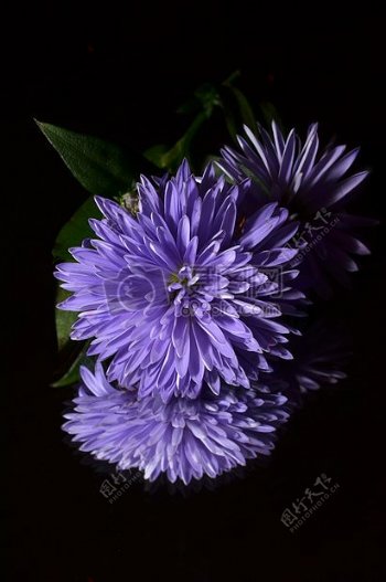 盛开的紫色菊花