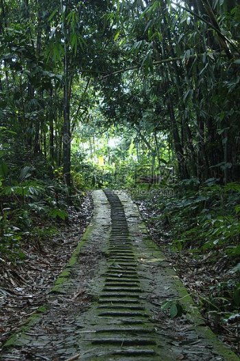 绿色方式自然路森林草野生树热带植物区系