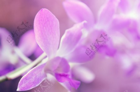 美丽紫色花朵图片