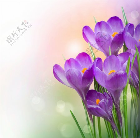 唯美紫色水仙花图片